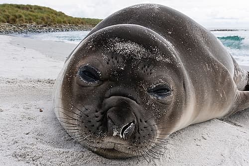 Southern elephant seal pup-Mirounga leonina-resting on a beach Sea Lion Island-Falkland Islands Beach Print